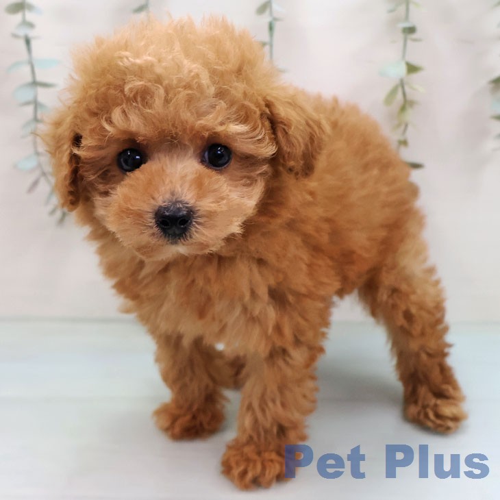 福岡県のトイプードル(トイ) (ペットプラス 香椎浜店/2026年2月10日生まれ/女の子/レッド)の子犬の2枚目の画像