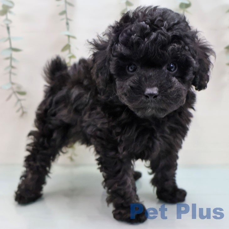 熊本県のトイプードル(トイ) (ペットプラス 熊本店/2026年2月12日生まれ/男の子/ブラック)の子犬の1枚目の画像