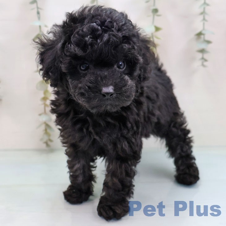 熊本県のトイプードル(トイ) (ペットプラス 熊本店/2026年2月12日生まれ/男の子/ブラック)の子犬の2枚目の画像