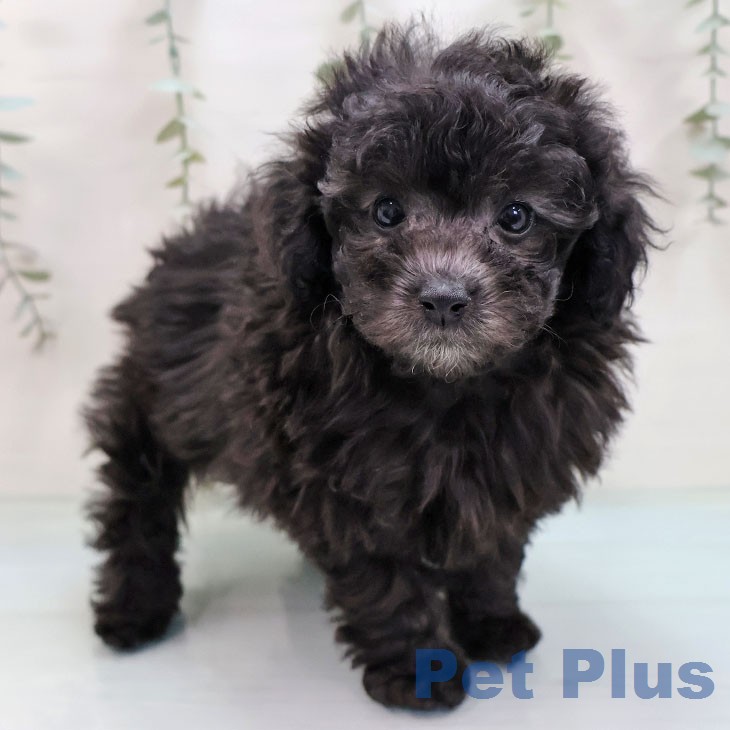 トイ・プードル