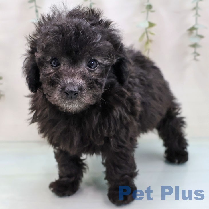 トイ・プードルの写真2