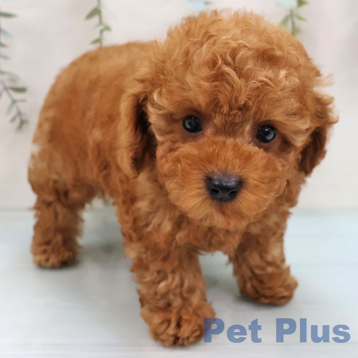 トイ・プードル