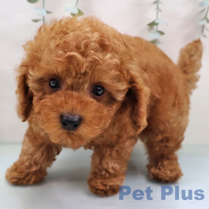 トイ・プードルの写真2