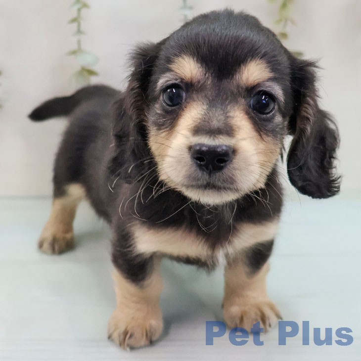 ミニチュア・ダックスフンド