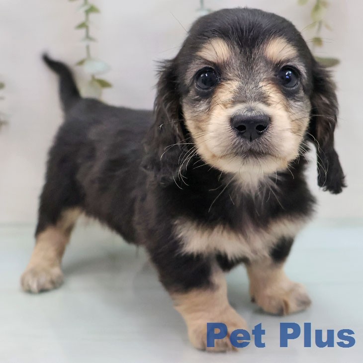 千葉県のミニチュアダックスフンド(ロング) (ペットプラス 幕張新都心店/2026年2月9日生まれ/男の子/ブラックタン)の子犬の1枚目の画像