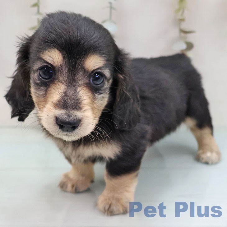 千葉県のミニチュアダックスフンド(ロング) (ペットプラス 幕張新都心店/2026年2月9日生まれ/男の子/ブラックタン)の子犬の2枚目の画像