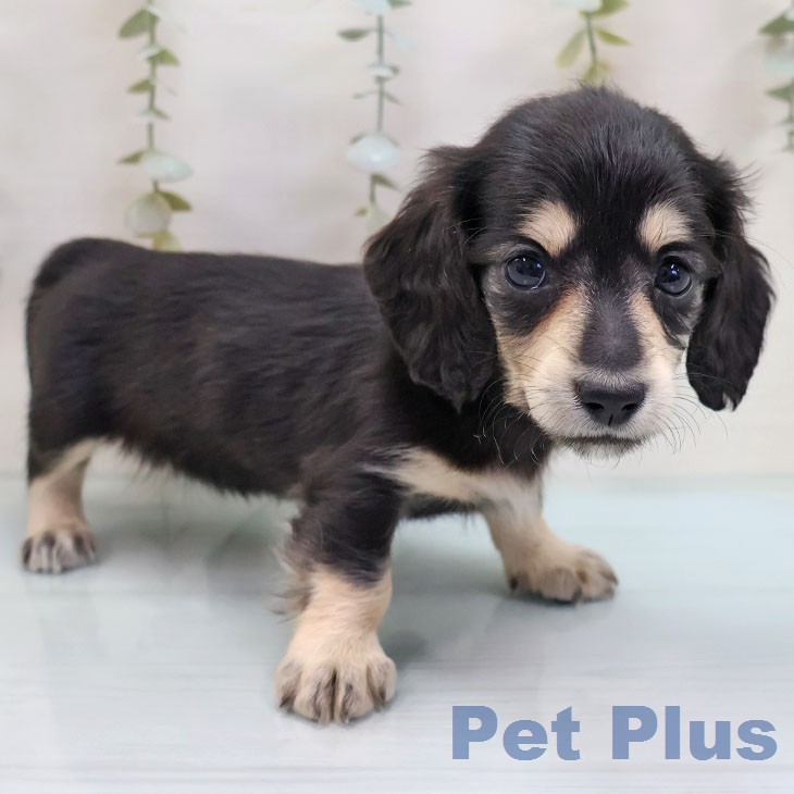 ミニチュア・ダックスフンド