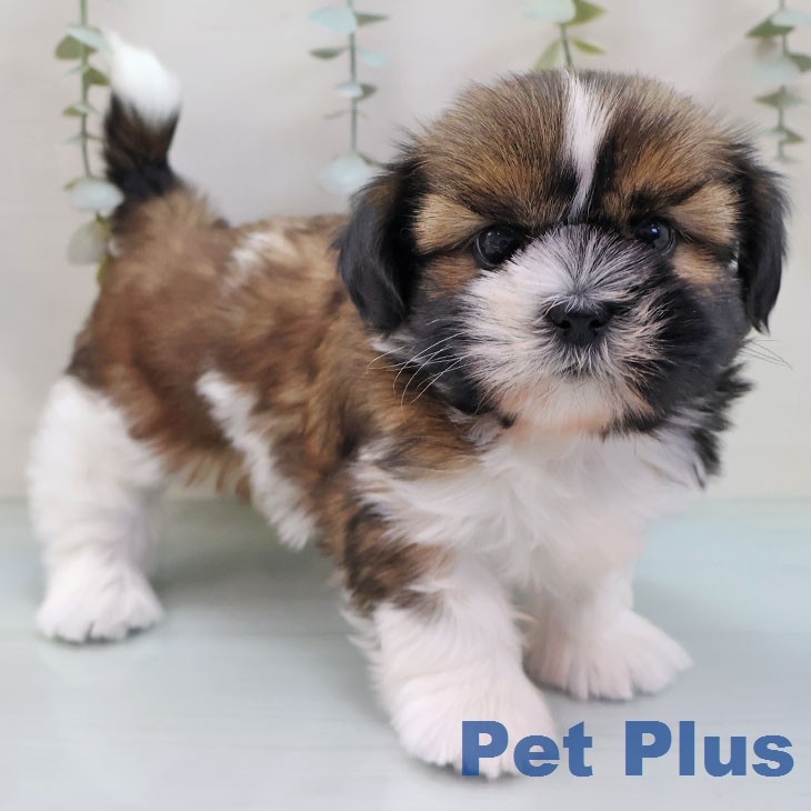 神奈川県のシーズー (ペットプラス 湘南平塚店/2026年2月12日生まれ/女の子/ゴールドホワイト)の子犬