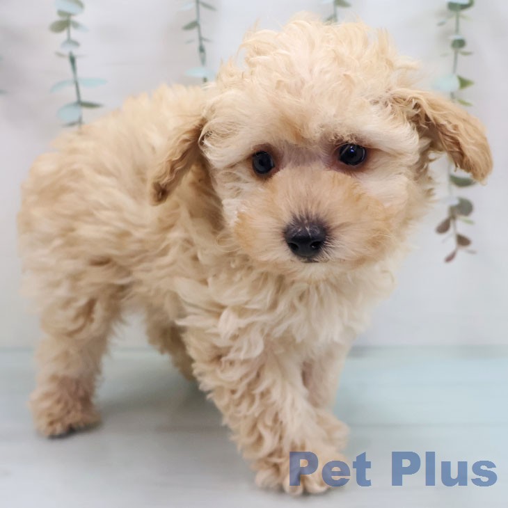 トイ・プードルの写真2