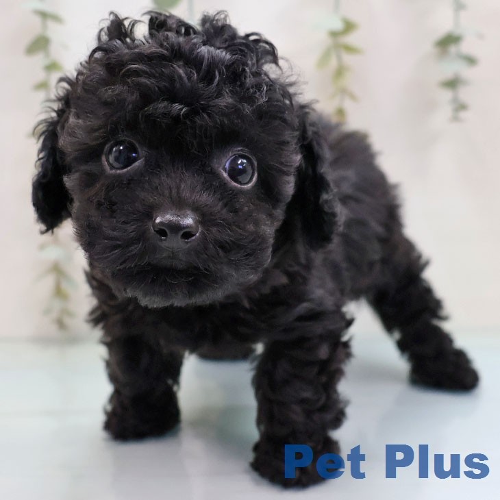 トイ・プードル