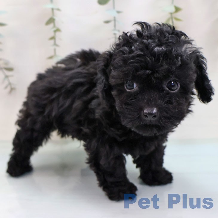 トイ・プードルの写真2