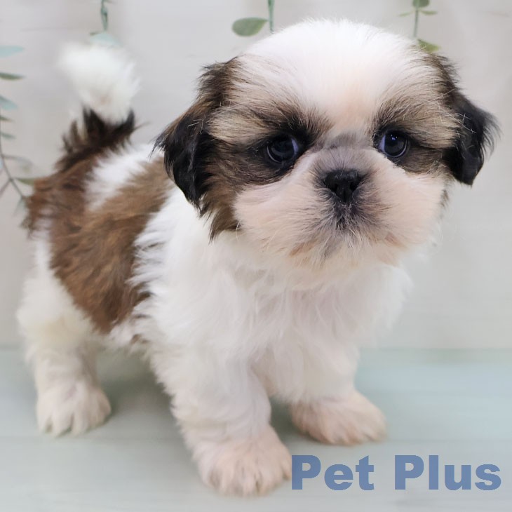 シー・ズーの写真2