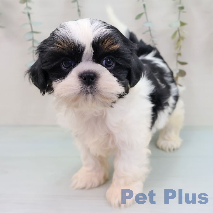 福岡県のシーズー (ペットプラス 八幡東店/2026年2月10日生まれ/女の子/ブラックタンホワイト)の子犬の2枚目の画像