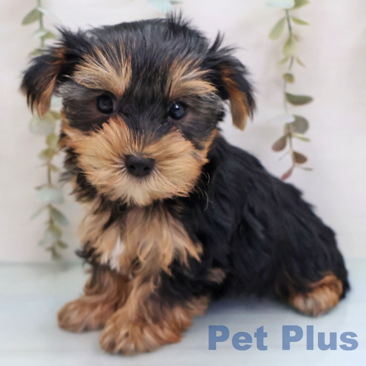 ヨークシャー・テリアの写真2