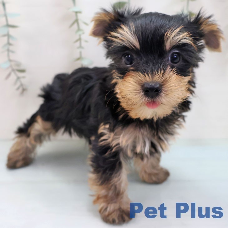 ヨークシャー・テリア