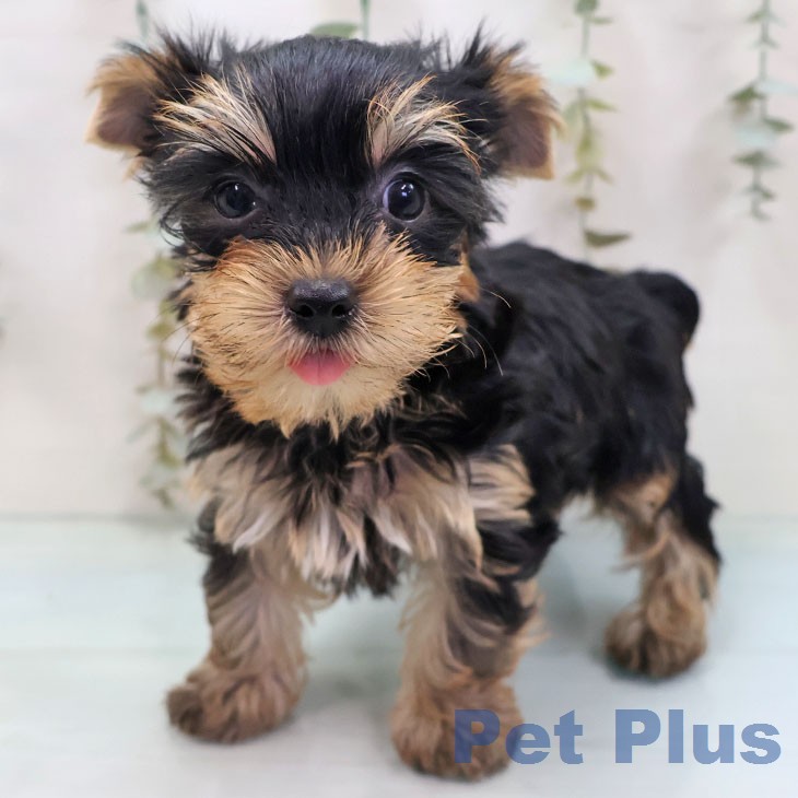 ヨークシャー・テリアの写真2