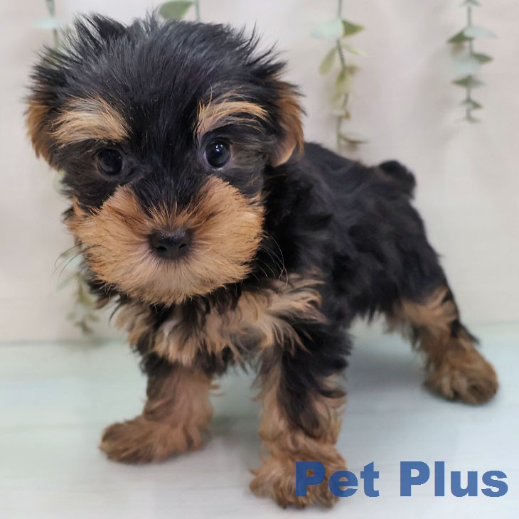 ヨークシャー・テリア