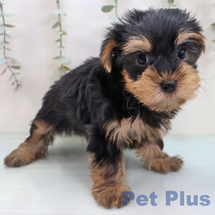 ヨークシャー・テリア