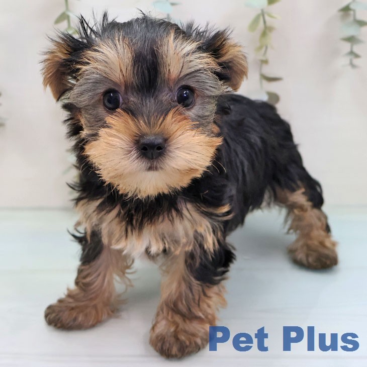 ヨークシャー・テリア