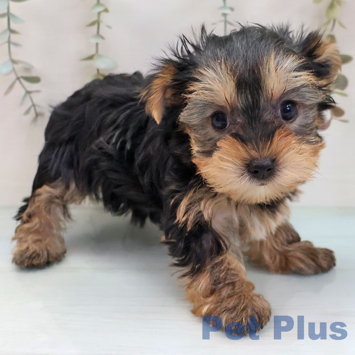 ヨークシャー・テリアの写真2