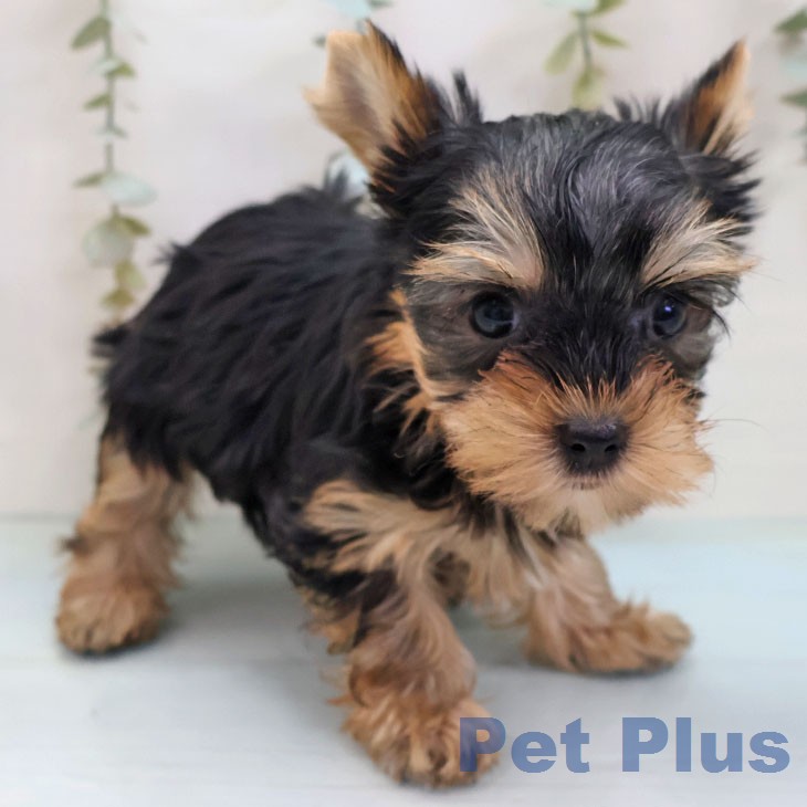 ヨークシャー・テリアの写真2