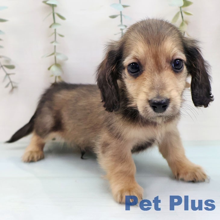 ミニチュア・ダックスフンド