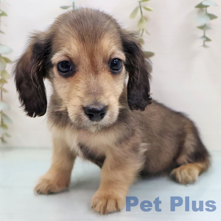 ミニチュア・ダックスフンドの写真2