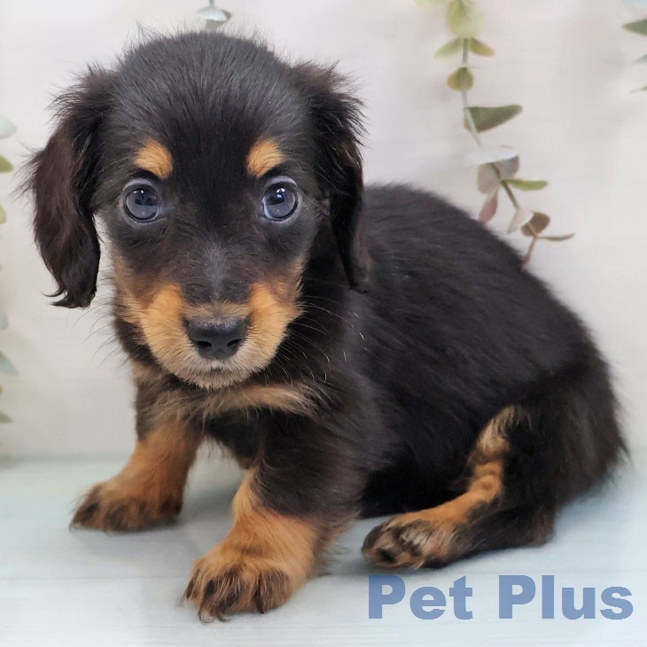 ミニチュア・ダックスフンドの写真2