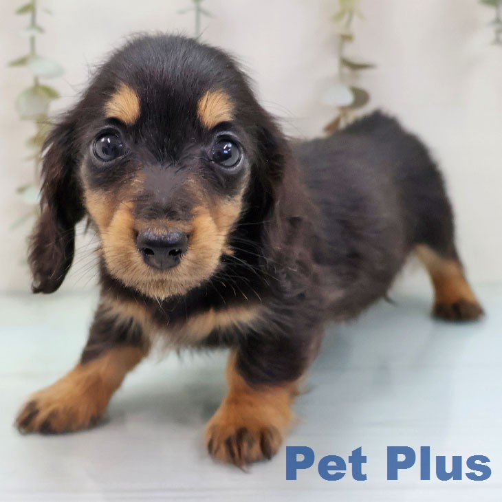 ミニチュア・ダックスフンド