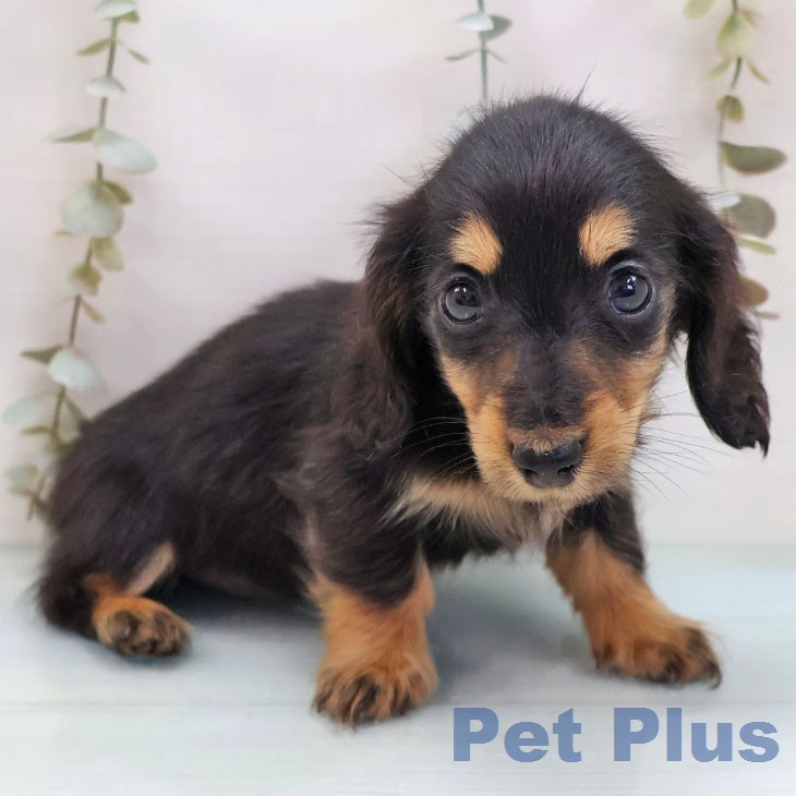 ミニチュア・ダックスフンド