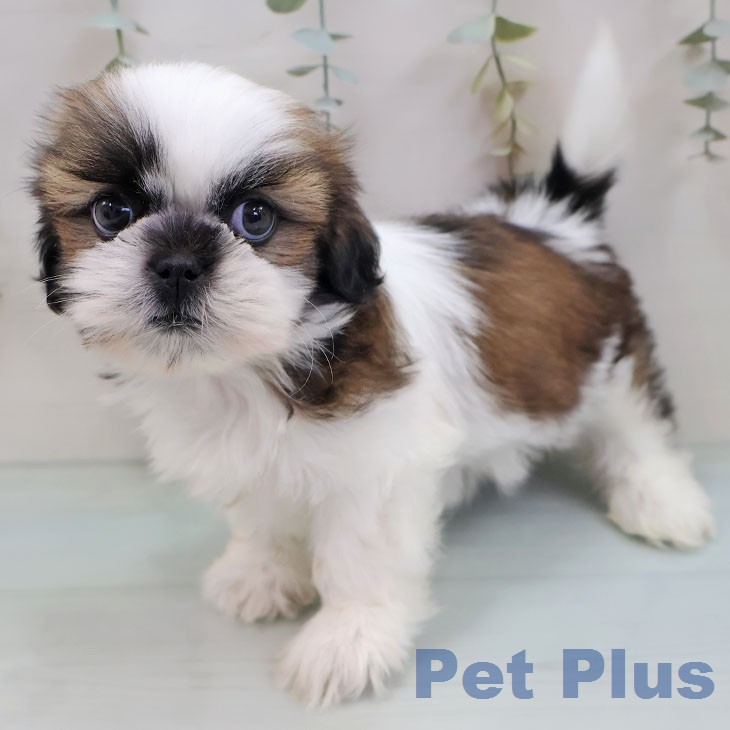 シー・ズーの写真2