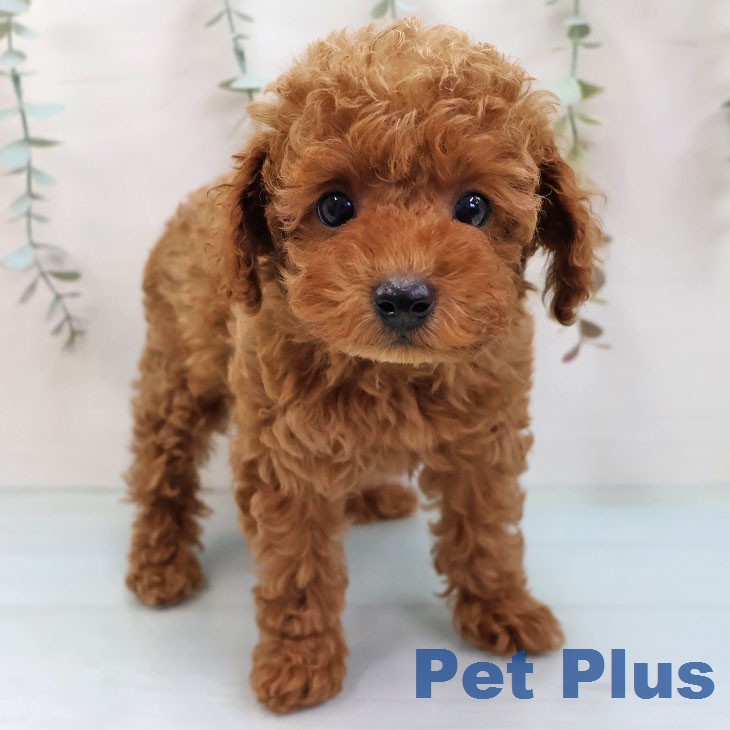 トイ・プードル