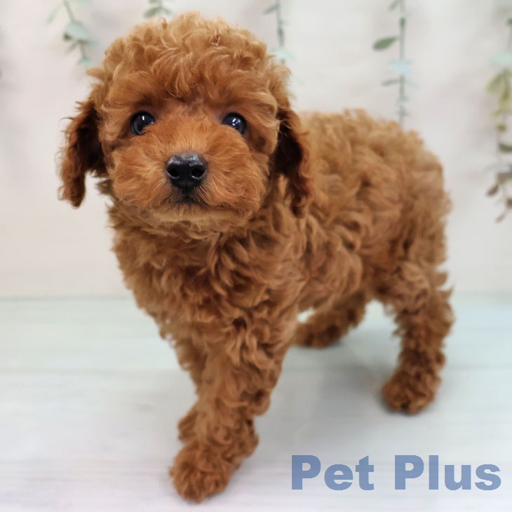 トイ・プードルの写真2