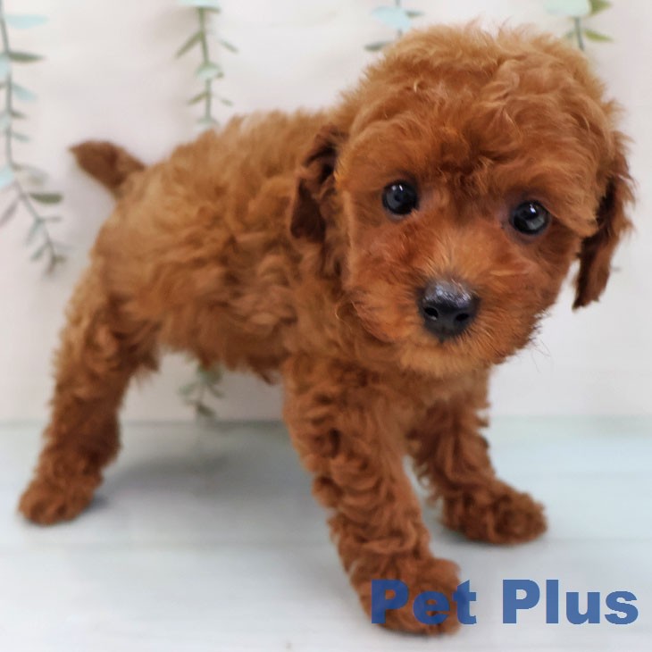 トイ・プードル