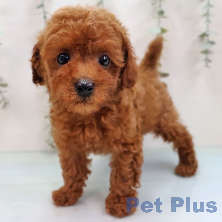 トイ・プードルの写真2