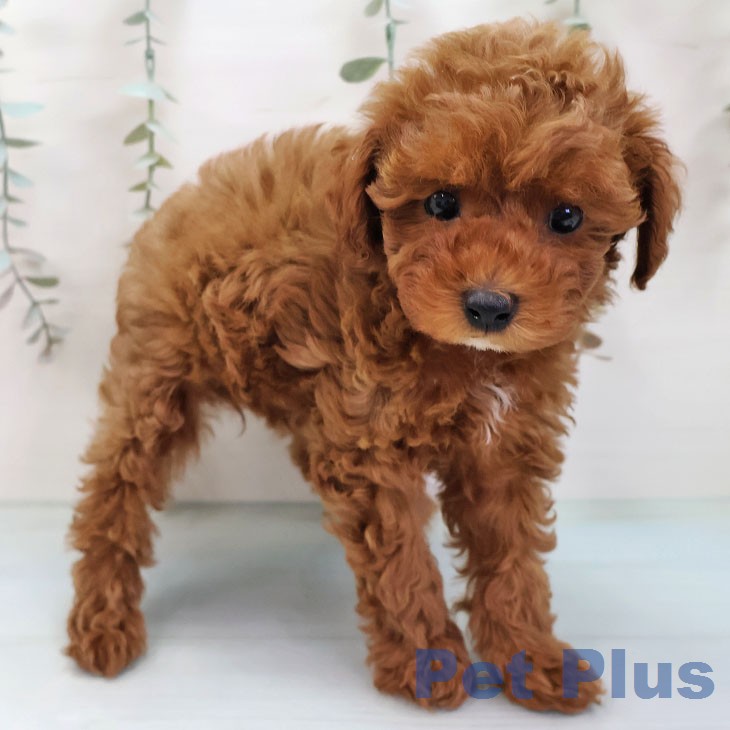 トイ・プードルの写真2