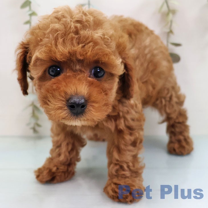 トイ・プードルの写真2