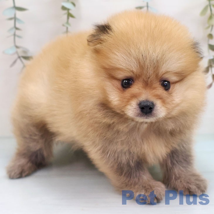 沖縄県のポメラニアン (ペットプラス 沖縄ライカム店/2026年2月12日生まれ/男の子/オレンジ)の子犬の2枚目の画像