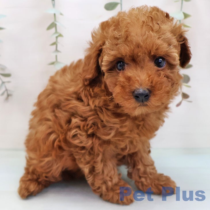 トイ・プードルの写真2