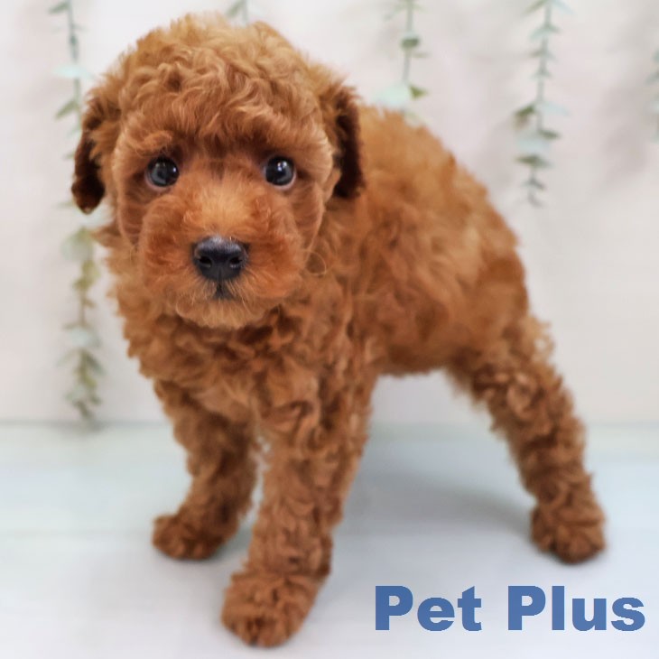 トイ・プードル