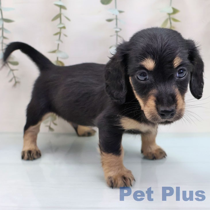 ミニチュア・ダックスフンド