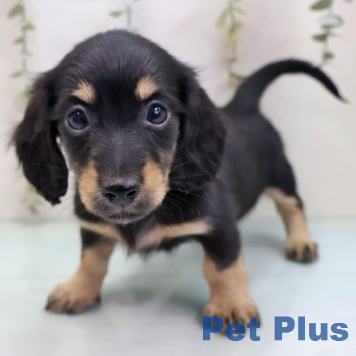 ミニチュア・ダックスフンド