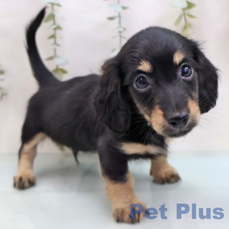 ミニチュア・ダックスフンド