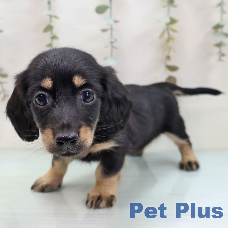 ミニチュア・ダックスフンド