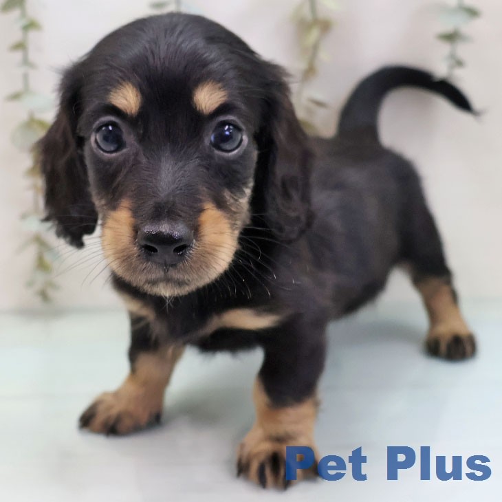 東京都のミニチュアダックスフンド(ロング) (ペットプラス 多摩平の森店/2026年2月12日生まれ/男の子/ブラックイエロー)の子犬の1枚目の画像