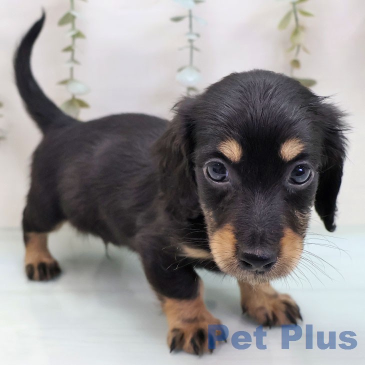 東京都のミニチュアダックスフンド(ロング) (ペットプラス 多摩平の森店/2026年2月12日生まれ/男の子/ブラックイエロー)の子犬の2枚目の画像
