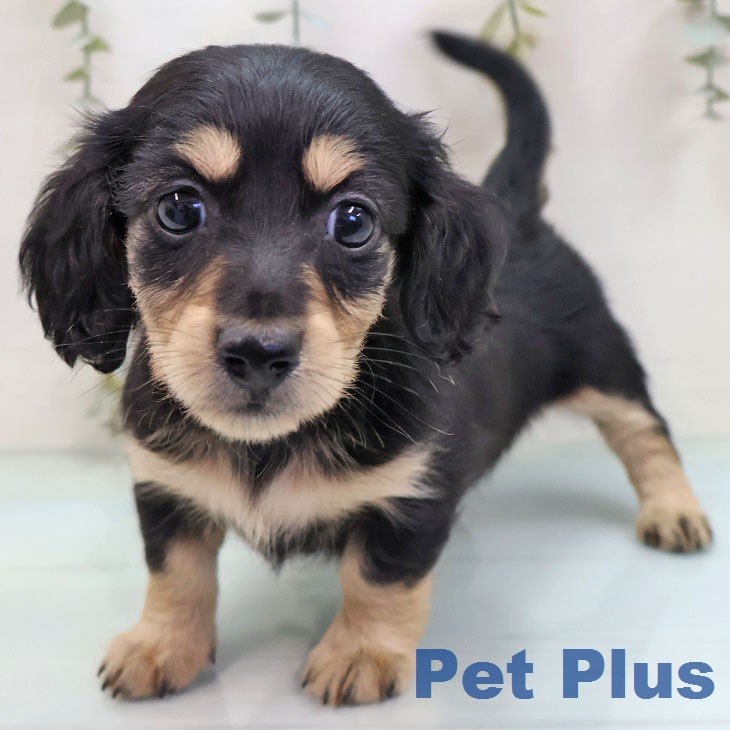 ミニチュア・ダックスフンド