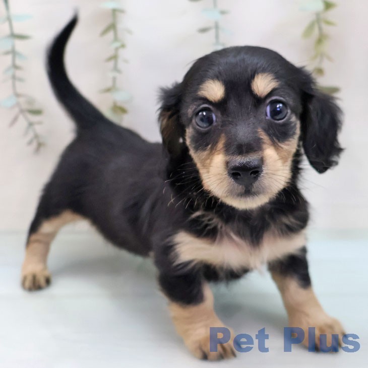 ミニチュア・ダックスフンドの写真2