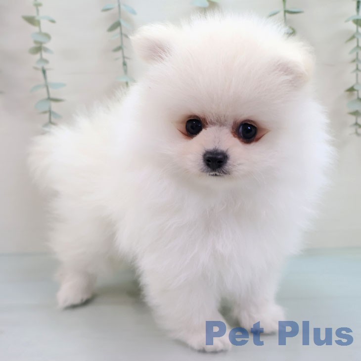 ポメラニアンの写真2