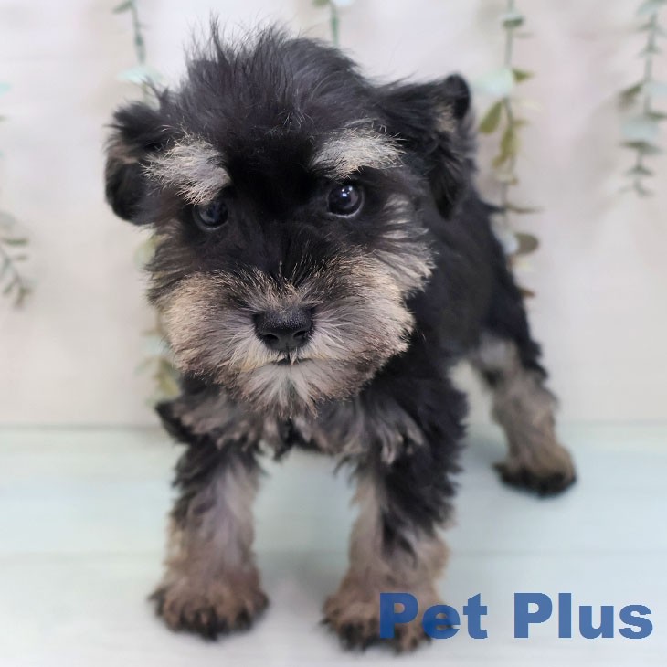 ミニチュア・シュナウザー